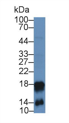 Polyclonal Antibody to Cathelicidin Antimicrobial Peptide (CAMP)