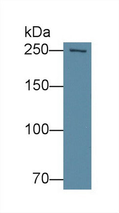 Polyclonal Antibody to Fatty Acid Synthase (FASN)