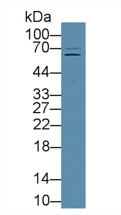 Polyclonal Antibody to Furin (FUR)