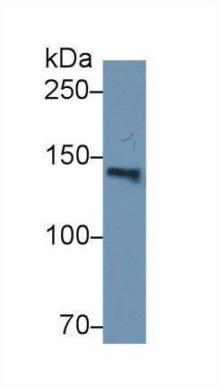 Polyclonal Antibody to 150 kDa Oxygen Regulated Protein (ORP150)