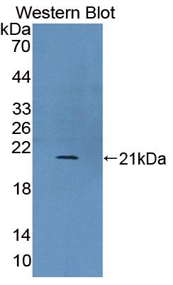 Polyclonal Antibody to Ubiquitously Expressed Transcript (UXT)