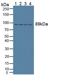 Polyclonal Antibody to Valosin Containing Protein (VCP)