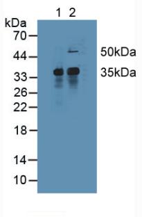 Polyclonal Antibody to Induced Myeloid Leukemia Cell Differentiation Protein Mcl-1 (MCL1)