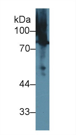 Polyclonal Antibody to Moesin (MSN)
