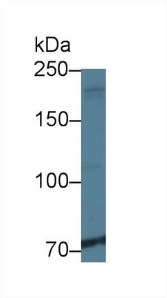 Polyclonal Antibody to Ninein (NIN)