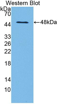 Polyclonal Antibody to Neutrophil Cytosolic Factor 1 (NCF1)