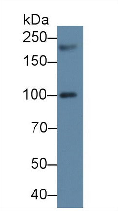 Polyclonal Antibody to Peroxisomal Biogenesis Factor 1 (PEX1)