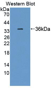Polyclonal Antibody to Pyridoxamine-5'-Phosphate Oxidase (PNPO)