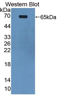 Polyclonal Antibody to Poly U Binding Splicing Factor 60kDa (PUF60)