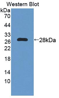 Polyclonal Antibody to Proline Dehydrogenase, Mitochondrial (PRODH)