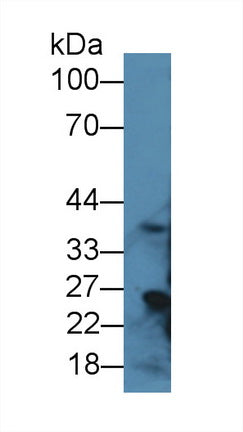 Polyclonal Antibody to Regucalcin (RGN)