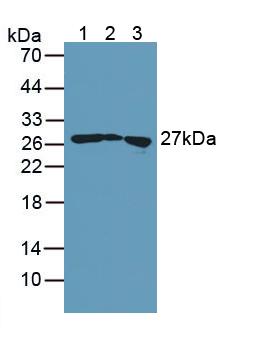 Polyclonal Antibody to Transgelin (TAGLN)