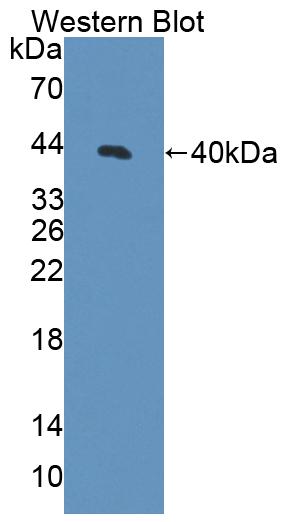 Polyclonal Antibody to Tissue Specific Transplantation Antigen P35B (TSTA3)