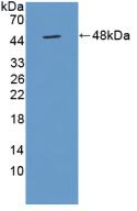 Polyclonal Antibody to Tuftelin (TUFT)