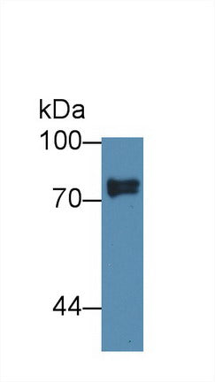 Polyclonal Antibody to Sciellin (SCEL)