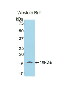 Polyclonal Antibody to Secreted Frizzled Related Protein 5 (SFRP5)