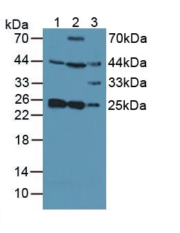 Polyclonal Antibody to Synaptosomal Associated Protein 23kDa (SNAP23)