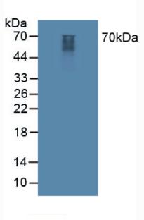Polyclonal Antibody to Synapsin I (SYN1)
