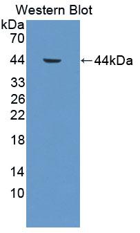 Polyclonal Antibody to Cathepsin W (CTSW)