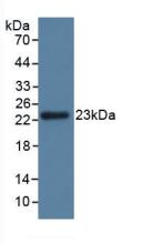 Polyclonal Antibody to Glutathione Peroxidase 3, Plasma (GPX3)