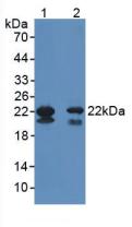 Polyclonal Antibody to Glutathione Peroxidase 4 (GPX4)
