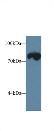 Polyclonal Antibody to Triadin (TRDN)