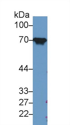 Polyclonal Antibody to Heat Shock 70kDa Protein 8 (HSPA8)