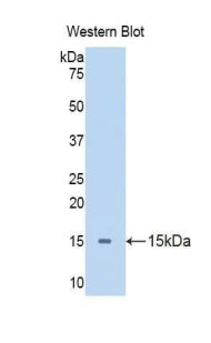 Polyclonal Antibody to Apelin (APLN)