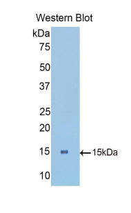 Polyclonal Antibody to Low Density Lipoprotein Receptor Related Protein Associated Protein 1 (LRPAP1)