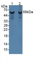 Polyclonal Antibody to Cytochrome P450 1A1 (CYP1A1)