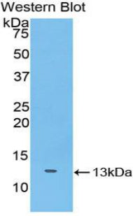 Polyclonal Antibody to Slit Homolog 3 (Slit3)