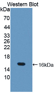 Polyclonal Antibody to Thioredoxin 2, Mitochondrial (TXN2)