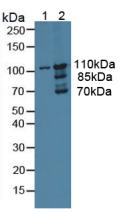 Polyclonal Antibody to Myosin ID (MYO1D)