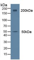 Polyclonal Antibody to Myosin Heavy Chain 14, Non Muscle (MYH14)