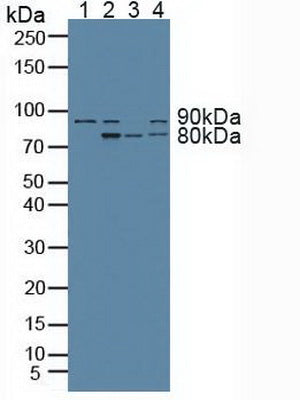 Polyclonal Antibody to Aryl Hydrocarbon Receptor Nuclear Translocator (ARNT)