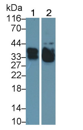 Polyclonal Antibody to Surfactant Associated Protein A2 (SPA2)