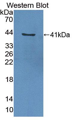 Polyclonal Antibody to Heat Shock Protein 90kDa Alpha B1 (HSP90aB1)