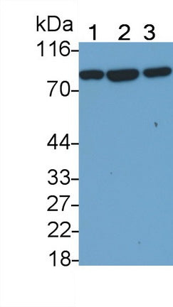 Polyclonal Antibody to Heat Shock Protein 75kDa, Mitochondrial (HSP75)