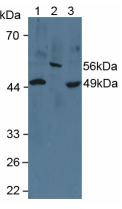 Polyclonal Antibody to Cytochrome P450 26A1 (CYP26A1)