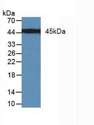 Polyclonal Antibody to Mitogen Activated Protein Kinase Kinase 7 (MAP2K7)