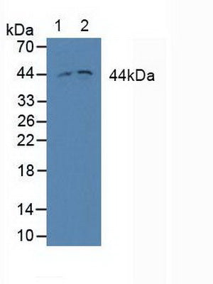 Polyclonal Antibody to Mitogen Activated Protein Kinase Kinase 2 (MAP2K2)