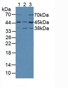 Polyclonal Antibody to Mitogen Activated Protein Kinase Kinase 2 (MAP2K2)