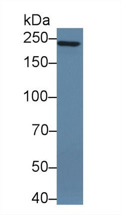 Polyclonal Antibody to Protein Tyrosine Phosphatase Receptor Type Z (PTPRZ)