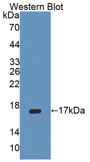 Polyclonal Antibody to Protein Tyrosine Phosphatase, Mitochondrial 1 (PTPMT1)