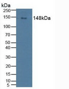 Polyclonal Antibody to Phospholipase C Gamma 2, Phosphatidylinositol Specific (PLCg2)