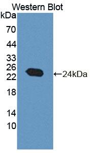 Polyclonal Antibody to 5'-Nucleotidase, Mitochondrial (NT5M)