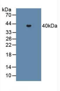 Polyclonal Antibody to Procollagen C Proteinase Enhancer 2 (PCPE2)