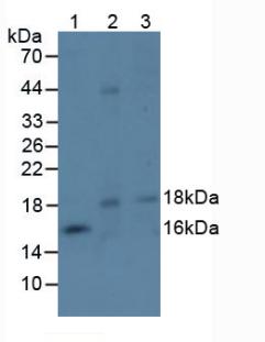 Polyclonal Antibody to Ephrin A4 (EFNA4)