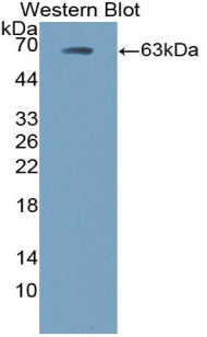 Polyclonal Antibody to Ephrin B2 (EFNB2)