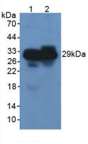 Polyclonal Antibody to Elastase 3B (ELA3B)